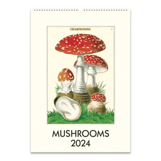 2024 Mushrooms Wall Calendar Typo Market   Screenshot 2023 07 18 At 12 10 18 Mushrooms 2024 Poster Wall Calendar 550x550 